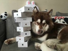Son of China's richest man buys 8 iPhone 7s for his dog