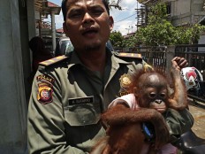 Orangutan handed over to W. Kalimantan conservation agency 