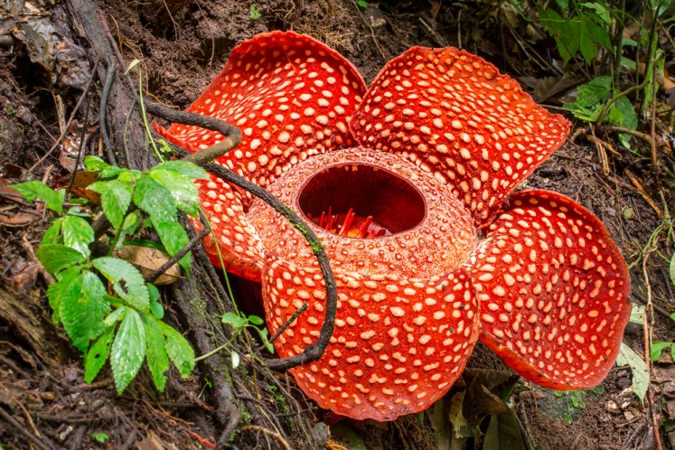 Six places in Indonesia to marvel at the stinking corpse lily ...