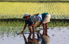 Indonesia still deserves special treatment in global trade: Economists