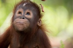 'I am the Forest' exhibition reveals Kalimantan's magnificent wildlife