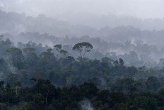 Central Kalimantan illegal loggers become coconut sugar farmers