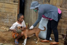 A vet vaccinates a dog in Kampung Melo on Aug. 31. Dog vaccination is being optimized to control the spread of rabies, especially on Flores and Lembata. JP/Markus Makur