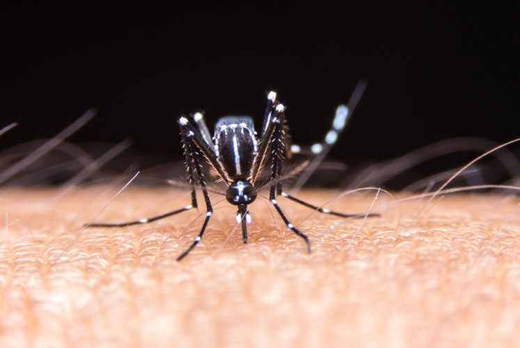 Study suggests dengue may provide some immunity against COVID-19