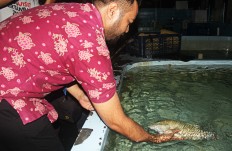 Confiscated Napoleon fish to be released into natural habitat 