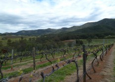 Wineries you can tour in Sydney
