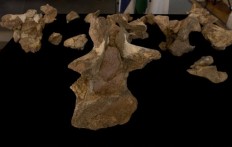 Scientists announce discovery of Brazil's largest dinosaur