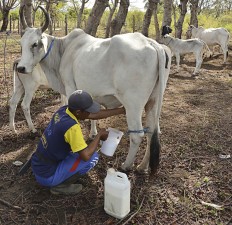 Prabowo’s milk program requires import of 2.5m dairy cows: ID Food
