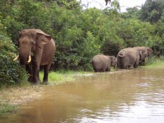 Wild elephant with GPS tracker wanders to oil palm plantation