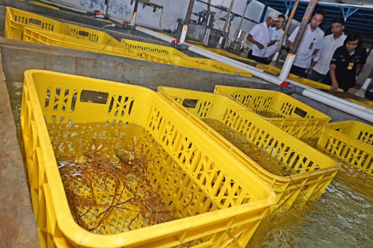Protected species -- Jakarta Police officers inspect ponds containing illegal lobster larvae.