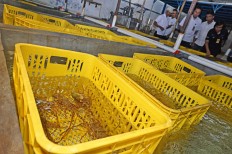 Protected species -- Jakarta Police officers inspect ponds containing illegal lobster larvae.
