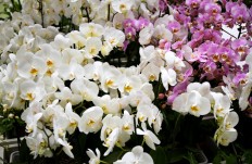 Mt. Merapi slopes to host orchid festival this October