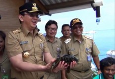 Staff to be questioned on Ahok’s defamation case