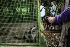 A tourist takes a picture of a civet cat in a cage at BAS coffee plantation in Tampak Siring, Bali. JP/Agung Parameswara