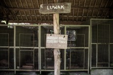 Visitors can see wild civets put to work to produce luwak coffee at the Bali Pulina agrotourism center in Tegalalang, Bali. JP/Agung Parameswara