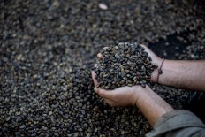 A farmer shows dried Arabica coffee beans, which are still mixed with civet feces. JP/Agung Parameswara