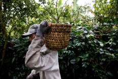A farmer carries a basket of red Arabica coffee berries during the harvest season in Catur village, Kintamani, Bali. JP/Agung Parameswara
