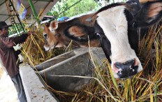 Agriculture Ministry to prioritize Bali cattle breeding in 2017