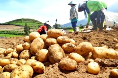 Farmers plant potatoes in Sumber Brantas village, Batu, East Java, on Monday. Farmers’ potato prices dropped to Rp 8,000 (61 US cents) per kilogram from Rp 13,000 per kilogram in the past two weeks.