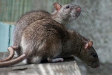 Jakarta kicks off rat hunt, promises compensation
