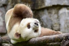 World's only brown panda gets ready for mating