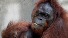 6 more orangutans released into Kehje Sewen forests