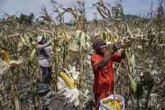 West Nusa Tenggara to double corn harvest to 2.5 million tons