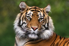 Discovery goes beyond lens to save wild tigers
