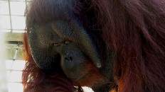 UN wildlife campaign goes live on RI social media