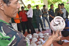   W. Kalimantan authorities foil attempt to smuggle scaly anteaters to China