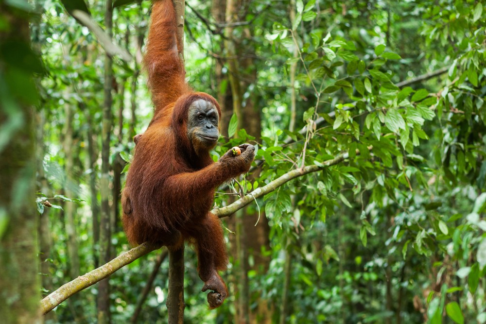 Native Indonesia Animals : Top 10 Unique Wild Animals In ...