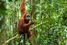 Fantastic animals of Indonesia and where to find them