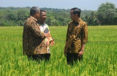 Indonesia sees rice stocks soar, no imports planned until year-end 