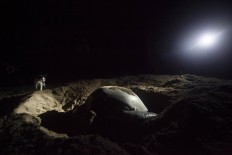 A cat watches a turtle lay eggs on a beach. JP/ Sigit Pamungkas