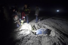 Tourists and volunteers watch a Green Turtle laying her eggs at night. The turtles’ avoid sunlight because it can damage their eyes. JP/ Sigit Pamungkas
