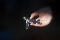 A volunteer holds a newly hatched turtle. JP/ Sigit Pamungkas