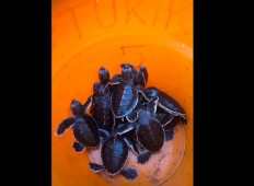 Baby turtles from the artificial hatching center are quarantined for two weeks before being released. JP/ Sigit Pamungkas