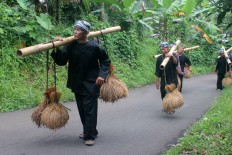 Farmers carry harvested rice sheaves to their rice barn. JP/ Theresia Sufa