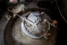 A cow slowly walks in a circle to pound the flour, the first step in making noodles. JP/ Agung Parameswara