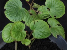 New begonia species found in Indonesia