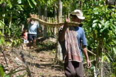 Farmers from Ranakolong village, Kota Komba, East Manggarai, carry a bamboo ladder that will be used to pick cloves. JP/Markus Makur