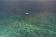 Great Barrier Reef sees record coral deaths this year 