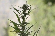 Criminalizing cannabis in Indonesia might do more harm than good