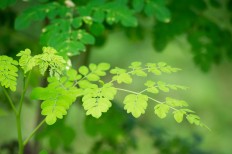 Culinary association showcases 183 uses for moringa in the kitchen 