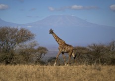 Giraffes, rarer than elephants, put on extinction watch list 