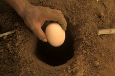 A staff moves a Maleo egg from a gaping hole. JP/ Syamsul Huda M Suhari