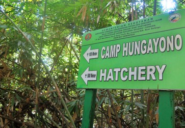 Saving the Maleo, Sulawesi endangered treasure