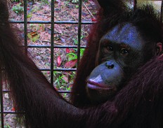 Six orangutans released into natural habitat in E.Kalimantan