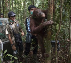 $3.3m in new grants to protect Kalimantan forests