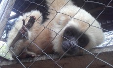 Australian volunteer to raise funds for ‘owa-owa’